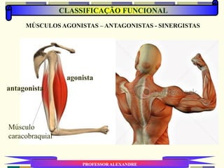 CLASSIFICAÇÃO FUNCIONAL
PROFESSOR ALEXANDRE
MÚSCULOS AGONISTAS – ANTAGONISTAS - SINERGISTAS
agonista
antagonista
Músculo
caracobraquial
 