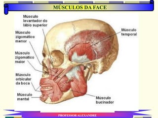 MÚSCULOS DA FACE
PROFESSOR ALEXANDRE
 