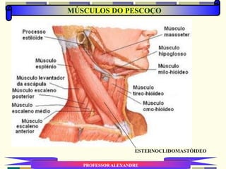MÚSCULOS DO PESCOÇO
PROFESSOR ALEXANDRE
ESTERNOCLIDOMASTÓIDEO
 