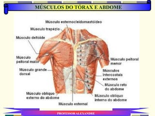 MÚSCULOS DO TÓRAX E ABDOME
PROFESSOR ALEXANDRE
 