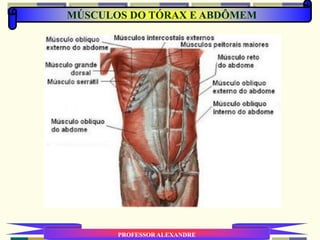 MÚSCULOS DO TÓRAX E ABDÔMEM
PROFESSOR ALEXANDRE
 