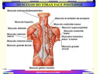 MÚSCULOS DO TÓRAX FACE POSTERIOR
PROFESSOR ALEXANDRE
 
