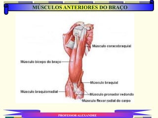 MÚSCULOS ANTERIORES DO BRAÇO
PROFESSOR ALEXANDRE
 