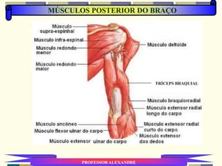 MÚSCULOS POSTERIOR DO BRAÇO
PROFESSOR ALEXANDRE
TRÍCEPS BRAQUIAL
 