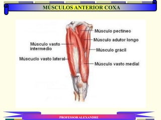 MÚSCULOS ANTERIOR COXA
PROFESSOR ALEXANDRE
 