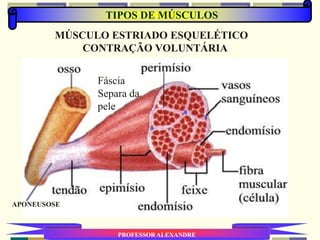 TIPOS DE MÚSCULOS
PROFESSOR ALEXANDRE
MÚSCULO ESTRIADO ESQUELÉTICO
CONTRAÇÃO VOLUNTÁRIA
APONEUSOSE
Fáscia
Separa da
pele
 