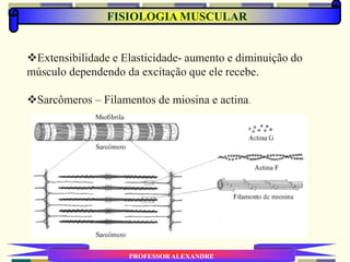 FISIOLOGIA MUSCULAR
PROFESSOR ALEXANDRE
Extensibilidade e Elasticidade- aumento e diminuição do
músculo dependendo da excitação que ele recebe.
Sarcômeros – Filamentos de miosina e actina.
 