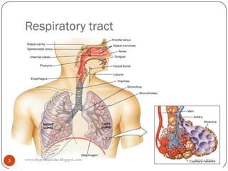 Respiratory tract 
9/18/2014 
3 
www.drjayeshpatidar.blogspot.com  
