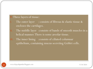 Three layers of tissue: 
I.The outer layer: consists of fibrous & elastic tissue & encloses the cartilages. 
II.The middle layer:consists of bands of smooth muscles in a helical manner. There is some areolar tissue. 
III.The inner lining:consists of ciliated columnar epithelium, containing mucus secreting Goblet cells. 
9/18/2014 
11 
www.drjayeshpatidar.blogspot.com  