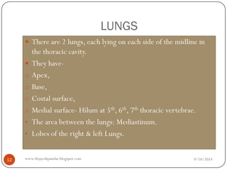 LUNGS 
There are 2 lungs, each lying on each side of the midline in the thoracic cavity. 
They have- 
oApex, 
oBase, 
oCostal surface, 
oMedial surface-Hilum at 5th, 6th, 7ththoracic vertebrae. 
•The area between the lungs: Mediastinum. 
•Lobes of the right & left Lungs. 
9/18/2014 
12 
www.drjayeshpatidar.blogspot.com  