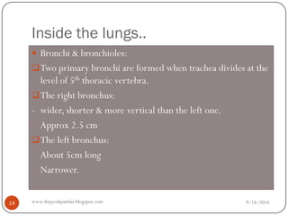 Inside the lungs.. 
Bronchi & bronchioles: 
Two primary bronchi are formed when trachea divides at the level of 5ththoracic vertebra. 
The right bronchus: 
-wider, shorter & more vertical than the left one. 
-Approx 2.5 cm 
The left bronchus: 
-About 5cm long 
-Narrower. 
9/18/2014 
14 
www.drjayeshpatidar.blogspot.com  