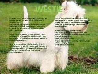 WESTIESe trata de un perro compacto y robusto, de cráneo ancho, los ojos están separados y son oscuros. Por su carácter juguetón y atolondrado, es difícil inculcarle en una excesiva disciplina. La atención y la constancia son las claves para conseguirla. Precisa afecto y todo el ejercicio que se le pueda ofrecer. Los cuidados de su pelo son necesarios. Se recomienda un aseo regular y esquilado ocasional.Si se le proporciona suficiente ejercicio y movimiento, el Westie puede vivir bien en la ciudad. Además es poco complicado con los niños, así que constituye una buena mascota casera..Si se le proporciona suficiente ejercicio y movimiento, el Westie puede vivir bien en la ciudad. Además es poco complicado con los niños, así que constituye una buena mascota casera.Orejas: pequeñas y puntiagudas. Cola: corta y recta, es llevada bien alta. Pelaje: capa interior suave y poblada, capa exterior larga y dura. Color: blanco uniforme.Pelaje: capa interior suave y poblada, capa exterior larga y dura. Color: blanco uniforme