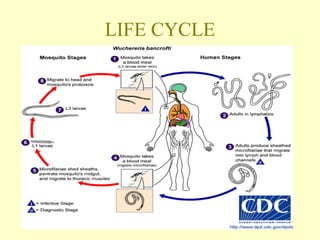 LIFE CYCLE 
 