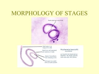 MORPHOLOGY OF STAGES 
 