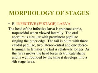 MORPHOLOGY OF STAGES 
• B. INFECTIVE (3RD STAGE) LARVA 
The head of the infective larva is truncate-conic, 
trapezoidal when viewed laterally. The oral 
aperture is circular with prominent papillae 
ringing the outer edge. The tail is blunt with three 
caudal papillae, two latero-ventral and one dorso-terminal. 
In females the tail is relatively longer. As 
the larva grows the head loses its truncate shape 
and is well rounded by the time it develops into a 
4th stage larva. 
 