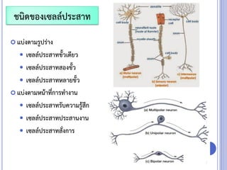  แบ่งตามรูปร่าง
 เซลล์ประสาทขั้วเดียว
 เซลล์ประสาทสองขั้ว
 เซลล์ประสาทหลายขั้ว
 แบ่งตามหน้าที่การทางาน
 เซลล์ประสาทรับความรู้สึก
 เซลล์ประสาทประสานงาน
 เซลล์ประสาทสั่งการ
ชนิดของเซลล์ประสาท
 