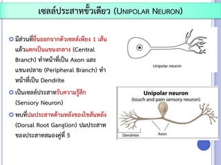  มีส่วนที่ยื่นออกจากตัวเซลล์เพียง 1 เส้น
แล้วแตกเป็นแขนงกลาง (Central
Branch) ทาหน้าที่เป็น Axon และ
แขนงปลาย (Peripheral Branch) ทา
หน้าที่เป็น Dendrite
 เป็นเซลล์ประสาทรับความรู้สึก
(Sensory Neuron)
 พบที่ปมประสาทด้านหลังของไขสันหลัง
(Dorsal Root Ganglion) ปมประสาท
ของประสาทสมองคู่ที่ 5
เซลล์ประสาทขั้วเดียว (UNIPOLAR NEURON)
 