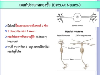  มีส่วนที่ยื่นแยกออกจากตัวเซลล์ 2 ข้าง
 1 dendrite และ 1 Axon
 เซลล์ประสาทรับความรู้สึก (Sensory
Neuron)
 พบที่ ตา (เรตินา ) จมูก (เซลล์รับกลิ่น)
เซลล์หูชั้นใน
เซลล์ประสาทสองขั้ว (BIPOLAR NEURON)
 