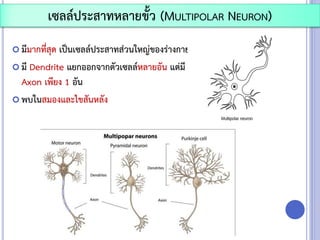  มีมากที่สุด เป็นเซลล์ประสาทส่วนใหญ่ของร่างกาย
 มี Dendrite แยกออกจากตัวเซลล์หลายอัน แต่มี
Axon เพียง 1 อัน
 พบในสมองและไขสันหลัง
เซลล์ประสาทหลายขั้ว (MULTIPOLAR NEURON)
 