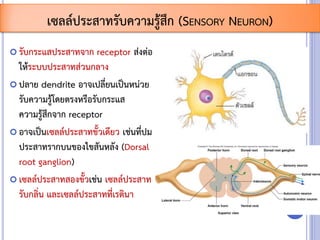  รับกระแสประสาทจาก receptor ส่งต่อ
ให้ระบบประสาทส่วนกลาง
 ปลาย dendrite อาจเปลี่ยนเป็นหน่วย
รับความรู้โดยตรงหรือรับกระแส
ความรู้สึกจาก receptor
 อาจเป็นเซลล์ประสาทขั้วเดียว เช่นที่ปม
ประสาทรากบนของไขสันหลัง (Dorsal
root ganglion)
 เซลล์ประสาทสองขั้วเช่น เซลล์ประสาท
รับกลิ่น และเซลล์ประสาทที่เรตินา
เซลล์ประสาทรับความรู้สึก (SENSORY NEURON)
 