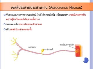  รับกระแสประสาทจากเซลล์หนึ่งไปยังอีกเซลล์หนึ่ง (เชื่อมระหว่างเซลล์ประสาทรับ
ความรู้สึกกับเซลล์ประสาทสั่งการ)
 พบเฉพาะในระบบประสาทส่วนกลาง
 เป็นเซลล์ประสาทหลายขั้ว
เซลล์ประสาทประสานงาน (ASSOCIATION NEURON)
 