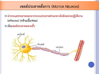  นากระแสประสาทออกจากระบบประสาทส่วนกลางไปยังหน่วยปฏิบัติงาน
(effector) (กล้ามเนื้อ/ต่อม)
 เป็นเซลล์ประสาทหลายขั้ว
เซลล์ประสาทสั่งการ (MOTOR NEURON)
 