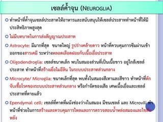  ทาหน้าที่ค้าจุนเซลล์ประสาทให้อาหารและสนับสนุนให้เซลล์ประสาททาหน้าที่ให้มี
ประสิทธิภาพสูงสุด
 ไม่มีบทบาทในการส่งสัญญาณประสาท
 Astrocyte: มีมากที่สุด ขนาดใหญ่ รูปร่างคล้ายดาว หน้าที่ควบคุมการซึมผ่านเข้า
ออกของสารเคมี ระหว่างหลอดเลือดฝอยกับเนื้อเยื่อประสาท
 Oligodendroglia: เซลล์ขนาดเล็ก พบในสมองส่วนที่เป็นเนื้อขาว อยู่ใกล้เซลล์
ประสาท ทาหน้าที่สร้างเยื่อไมอีลิน ในระบบประสาทส่วนกลาง
 Microcyte/ Microglia: ขนาดเล็กที่สุด พบทั้งในสมองสีเทาและสีขาว ทาหน้าที่ดัก
จับเชื้อโรคของระบบประสาทส่วนกลาง หรือกาจัดของเสีย เศษเนื้อเยื่อและเซลล์
ประสาทที่ตายแล้ว
 Ependymal cell: เซลล์ที่คาดที่ผนังช่องว่างในสมอง มีขนเซลล์ และ Microvili ทา
หน้าที่ช่วยในการสร้างและควบคุมการไหลและการตรวจสอบน้าหล่อสมองและไขสัน
หลัง
เซลล์ค้าจุน (NEUROGLIA)
 