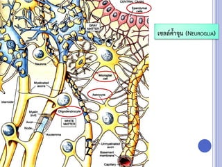 เซลล์ค้าจุน (NEUROGLIA)
 