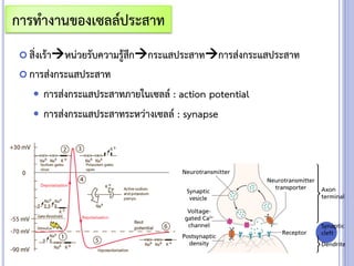  สิ่งเร้าหน่วยรับความรู้สึกกระแสประสาทการส่งกระแสประสาท
 การส่งกระแสประสาท
 การส่งกระแสประสาทภายในเซลล์ : action potential
 การส่งกระแสประสาทระหว่างเซลล์ : synapse
การทางานของเซลล์ประสาท
 