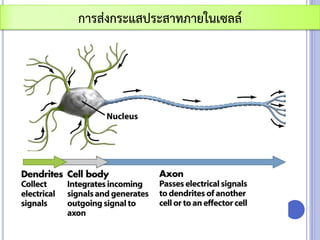 การส่งกระแสประสาทภายในเซลล์
 