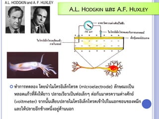  ทาการทดลอง โดยนาไมโครอิเล็กโทรด (microelectrode) ลักษณะเป็น
หลอดแก้วที่ดึงให้ยาว ปลายเรียวเป็นท่อเล็กๆ ต่อกับมาตรความต่างศักย์
(voltmeter) จากนั้นเสียบปลายไมโครอิเล็กโทรดเข้าไปในแอกซอนของหมึก
และให้ปลายอีกข้างหนึ่งอยู่ด้านนอก
A.L. HODGKIN และ A.F. HUXLEY
 