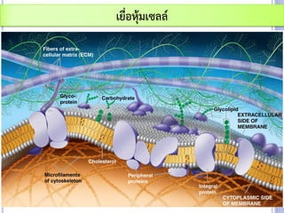 เยื่อหุ้มเซลล์
 