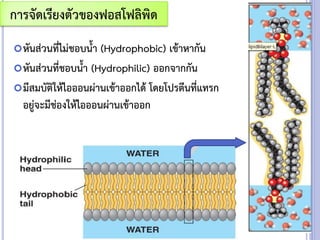 หันส่วนที่ไม่ชอบน้า (Hydrophobic) เข้าหากัน
หันส่วนที่ชอบน้า (Hydrophilic) ออกจากกัน
มีสมบัติให้ไอออนผ่านเข้าออกได้ โดยโปรตีนที่แทรก
อยู่จะมีช่องให้ไอออนผ่านเข้าออก
การจัดเรียงตัวของฟอสโฟลิพิด
 