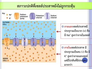  ภายนอกเซลล์ประสาทมี
ประจุรวมเป็นบวก (+) คือ
มี Na+ สูงกว่าภายในเซลล์
สภาวะปกติที่เซลล์ประสาทยังไม่ถูกกระตุ้น
 ภายในเซลล์ประสาท มี
ประจุรวมเป็นลบ (-) คือ มี
K+ สูงกว่าภายนอกเซลล์
แต่มีโปรตีนที่มีประจุลบ
มากกว่า
 