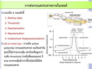  แบ่งเป็น 5 ระยะดังนี้
1. Resting state
2. Threshold
3. Depolarization
4. Repolarization
5. Undershoot (Hyperpolarization)
 all-or-none law : การเกิด action
potential (กระแสประสาท) จะเกิดเท่ากัน
ทุกครั้งไม่ว่าจะกระตุ้น เท่ากับหรือสูงกว่า
ระดับ threshold (ระดับที่ตอบสนอง) ก็
ตาม หากกระตุ้นต่ากว่านี้จะไม่ก่อให้เกิด
กระแสประสาท
การส่งกระแสประสาทภายในเซลล์
 