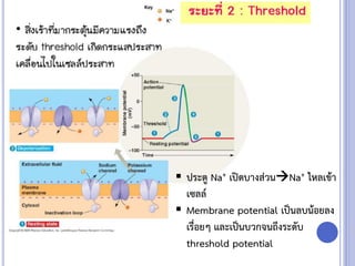  ประตู Na+ เปิดบางส่วนNa+ ไหลเข้า
เซลล์
 Membrane potential เป็นลบน้อยลง
เรื่อยๆ และเป็นบวกจนถึงระดับ
threshold potential
 ะ
 