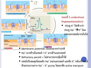 ระยะที่ 5 undershoot
(hyperpolarization)
 ประตู K+ ปิดช้ากว่า
ประตู Na+ K+ ไหล
ออกนอกเซลล์มากเกินไป
 Membrane potential เป็นลบมากกว่าปกติ
 Na+ มากด้านในเซลล์ / K+ มากด้านนอกเซลล์
 Refractory peroid = ไม่สามารถกระตุ้นซ้าได้
 เซลล์ปรับสมดุลโดยผลัก Na+ ออกนอกเซลล์ และดึง K+ กลับเข้าเซลล์
ด้วยกระบวนการ Na+ - K+ pump โดยอาศัย active transport
 