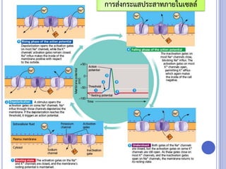 การส่งกระแสประสาทภายในเซลล์
 