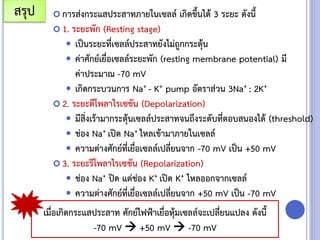  การส่งกระแสประสาทภายในเซลล์ เกิดขึ้นได้ 3 ระยะ ดังนี้
 1. ระยะพัก (Resting stage)
 เป็นระยะที่เซลล์ประสาทยังไม่ถูกกระตุ้น
 ค่าศักย์เยื่อเซลล์ระยะพัก (resting membrane potential) มี
ค่าประมาณ -70 mV
 เกิดกระบวนการ Na+ - K+ pump อัตราส่วน 3Na+ : 2K+
 2. ระยะดีโพลาไรเซชัน (Depolarization)
 มีสิ่งเร้ามากระตุ้นเซลล์ประสาทจนถึงระดับที่ตอบสนองได้ (threshold)
 ช่อง Na+ เปิด Na+ ไหลเข้ามาภายในเซลล์
 ความต่างศักย์ที่เยื่อเซลล์เปลี่ยนจาก -70 mV เป็น +50 mV
 3. ระยะรีโพลาไรเซชัน (Repolarization)
 ช่อง Na+ ปิด แต่ช่อง K+ เปิด K+ ไหลออกจากเซลล์
 ความต่างศักย์ที่เยื่อเซลล์เปลี่ยนจาก +50 mV เป็น -70 mV
สรุป
เมื่อเกิดกระแสประสาท ศักย์ไฟฟ้าเยื่อหุ้มเซลล์จะเปลี่ยนแปลง ดังนี้
-70 mV  +50 mV  -70 mV
 