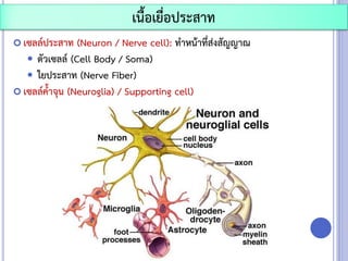  เซลล์ประสาท (Neuron / Nerve cell): ทาหน้าที่ส่งสัญญาณ
 ตัวเซลล์ (Cell Body / Soma)
 ใยประสาท (Nerve Fiber)
 เซลล์ค้าจุน (Neuroglia) / Supporting cell)
เนื้อเยื่อประสาท
 