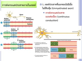  1. เซลล์ประสาทที่แอกซอนไม่มีเยื่อ
ไมอีลินหุ้ม (Unmyelinated axon)
 การส่งกระแสประสาท
แบบต่อเนื่อง (continuous
conduction)
การส่งกระแสประสาทภายในเซลล์
 