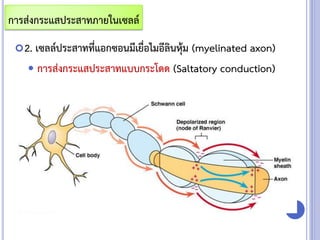 2. เซลล์ประสาทที่แอกซอนมีเยื่อไมอีลินหุ้ม (myelinated axon)
 การส่งกระแสประสาทแบบกระโดด (Saltatory conduction)
การส่งกระแสประสาทภายในเซลล์
 