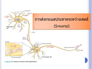 การส่งกระแสประสาทระหว่างเซลล์
(SYNAPSE)
 