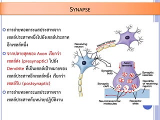  การถ่ายทอดกระแสประสาทจาก
เซลล์ประสาทหนึ่งไปยังเซลล์ประสาท
อีกเซลล์หนึ่ง
 จากปลายสุดของ Axon เรียกว่า
เซลล์ส่ง (presynaptic) ไปยัง
Dendrite ที่เป็นเซลล์เป้าหมายของ
เซลล์ประสาทอีกเซลล์หนึ่ง เรียกว่า
เซลล์รับ (postsynaptic)
 การถ่ายทอดกระแสประสาทจาก
เซลล์ประสาทกับหน่วยปฏิบัติงาน
SYNAPSE
 