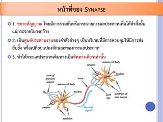  1. ขยายสัญญาณ โดยมีการรวมกันหรือกระจายกระแสประสาทเพื่อให้คาสั่งนั้น
แผ่กระจายในวงกว้าง
 2. เป็นศูนย์ประสานงานของคาสั่งต่างๆ เป็นบริเวณที่มีการควบคุมให้มีการส่ง
ยับยั้ง หรือเปลี่ยนแปลงลักษณะของกระแสประสาท
 3. ทาให้กระแสประสาทเดินทางเป็นทิศทางเดียวเท่านั้น
หน้าที่ของ SYNAPSE
 