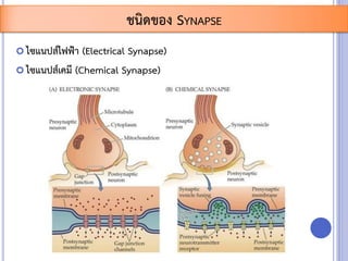  ไซแนปส์ไฟฟ้า (Electrical Synapse)
 ไซแนปส์เคมี (Chemical Synapse)
ชนิดของ SYNAPSE
 
