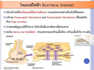  เป็นบริเวณที่ช่องไซแนปส์มีขนาดเล็กมาก กระแสประสาทผ่านข้ามไปได้โดยตรง
 บริเวณ Presynaptic Membrane และ Postsynaptic Membrane เชื่อมต่อกัน
ด้วย Gap Junction
 ถ่ายทอดสัญญาณได้เร็วมาก ไม่จาเป็นต้องอาศัยสารสื่อประสาท
 พบใน Nerve net ของไฮดรา ส่วนปลายของกล้ามเนื้อเรียบ กล้ามเนื้อหัวใจ ทางเดิน
อาหาร
ไซแนปส์ไฟฟ้า (ELECTRICAL SYNAPSE)
 