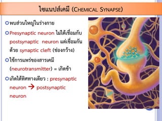 พบส่วนใหญ่ในร่างกาย
Presynaptic neuron ไม่ได้เชื่อมกับ
postsynaptic neuron แต่เชื่อมกัน
ด้วย synaptic cleft (ช่องกว้าง)
ใช้การแพร่ของสารเคมี
(neurotransmitter) = เกิดช้า
เกิดได้ทิศทางเดียว : presynaptic
neuron  postsynaptic
neuron
ไซแนปส์เคมี (CHEMICAL SYNAPSE)
 