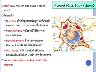  พบที่ gray matter ของ brain + spinal
cord
 โครงสร้าง
Nucleus: เก็บข้อมูลทางพันธุกรรมที่เกี่ยวกับ
การส่งกระแสประสาทและสารสื่อประสาท
Mitochondria: พลังงานที่ใช้ในการส่ง
กระแสประสาท
Neurofilament: มี intermediate
filament เป็นโครงสร้างค้าจุนเซลล์
Nissl body: RER รวมตัวกันเป็นกลุ่ม
มองเห็นเป็นเม็ดเล็กๆ / สร้างสารสื่อประสาท
 หน้าที่: แหล่งพลังงาน + สังเคราะห์สารสื่อ
ประสาท
ตัวเซลล์ (CELL BODY / SOMA)
 