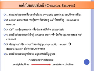  1. กระแสประสาทเคลื่อนมาที่บริเวณ synaptic terminal แบบทิศทางเดียว
 2. action potential กระตุ้นการเปิดประตู Ca2+ ไหลเข้าสู่ Presynaptic
neuron
 3. Ca2+ กระตุ้นถุงบรรจุสารสื่อประสาทให้เกิด exocytosis
 4. สารสื่อประสาทแพร่เข้าสู่ synaptic cleft  จับกับ ligand-gated Na+
channel
 5. ประตู Na+ เปิด = Na+ ไหลเข้าสู่ postsynaptic neuron 
depolarization ส่งกระแสประสาทต่อ
 6. สารสื่อประสาทถูกทาลาย หยุดการส่งสัญญาณ :
acetylcholine acetate + choline
กลไกไซแนปส์เคมี (CHEMICAL SYNAPSE)
Acetylcholinesterase
 